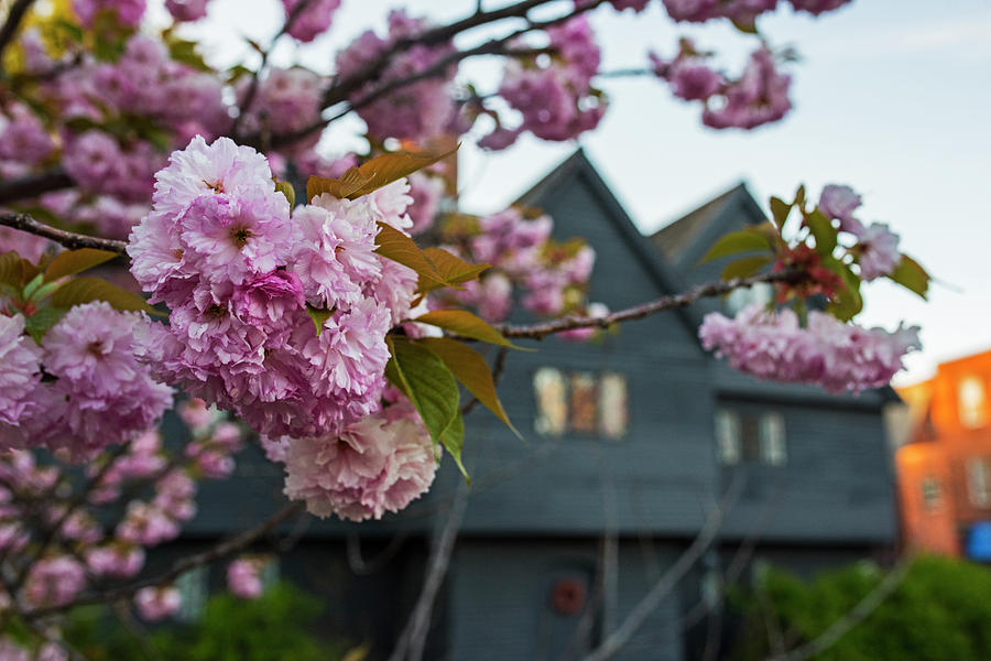 Cherry Blossoms in front of the Salem Witch House Salem MA Photograph by Toby McGuire