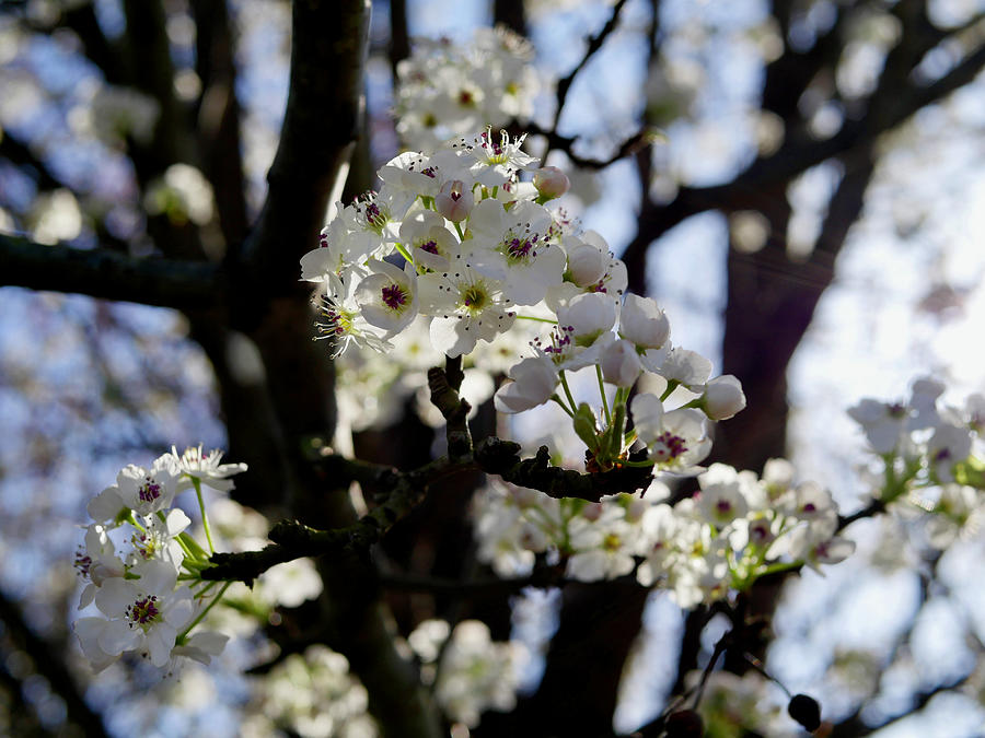 Pear Blossoms in March Photograph by Rachel Morrison