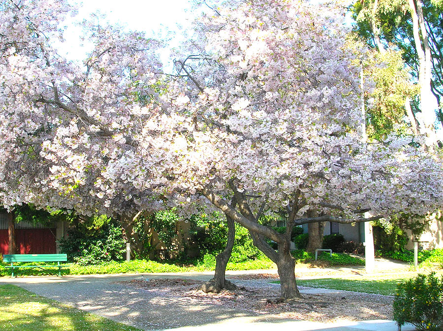 Cherry Blossoms in Santa Clara Photograph by Carolyn Donnell