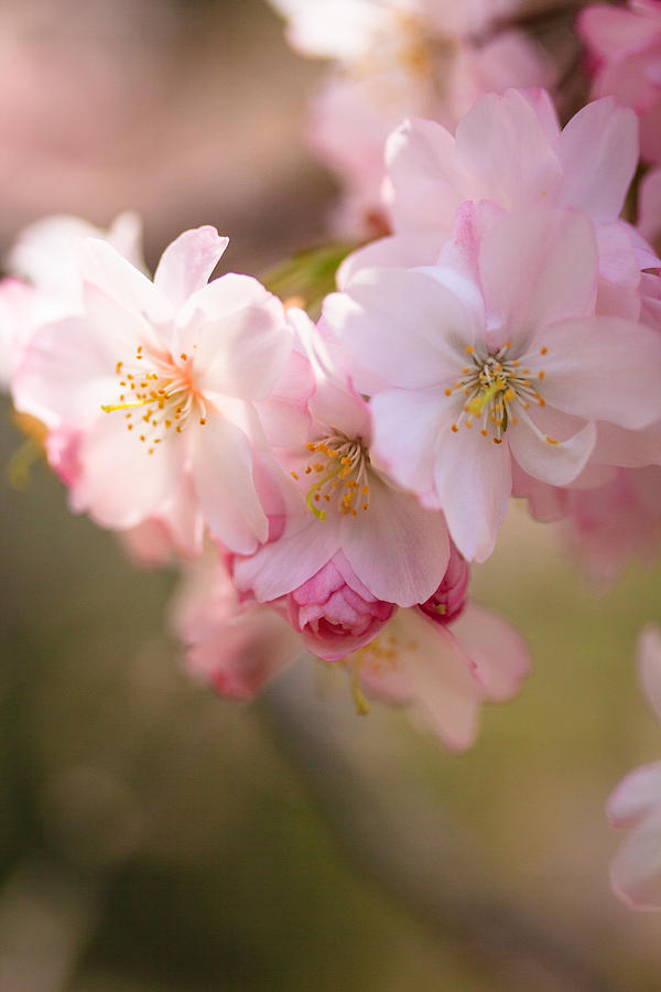 Cherry Blossoms in Spring Photograph by Joni Eskridge
