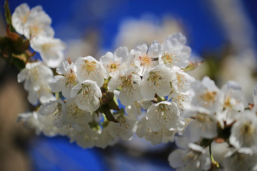 Cherry blossoms in spring Photograph by Lynn Hopwood