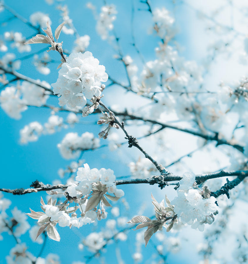 Cherry Blossoms in Spring Photograph by Nila Newsom | Fine Art America