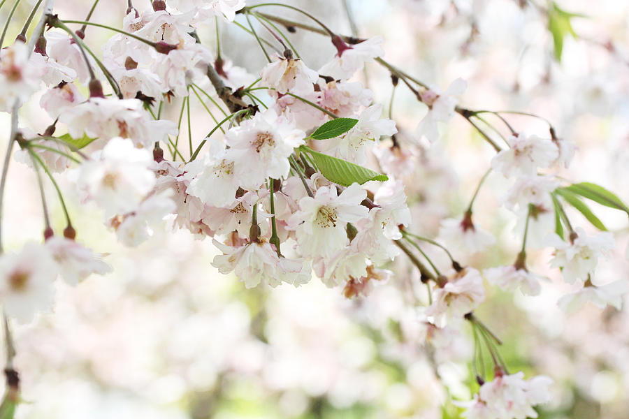 Cherry Blossoms in the Spring Photograph by Trina  Ansel