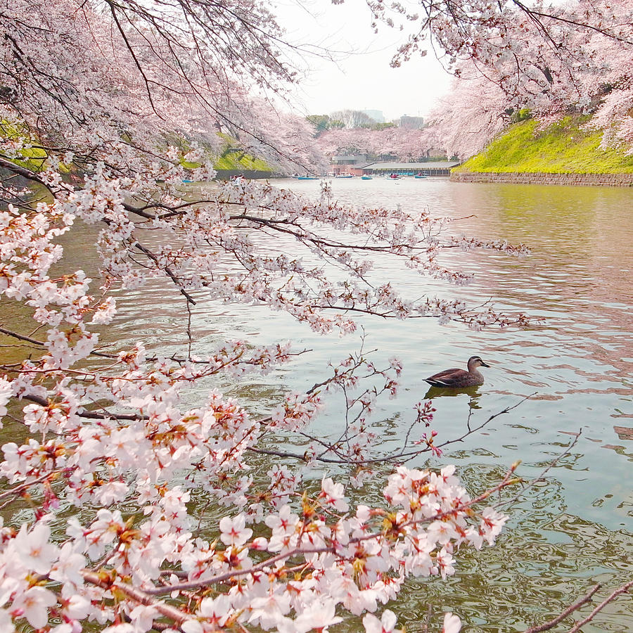 Cherry Blossoms in Tokyo Photograph by Masaya Suzuki