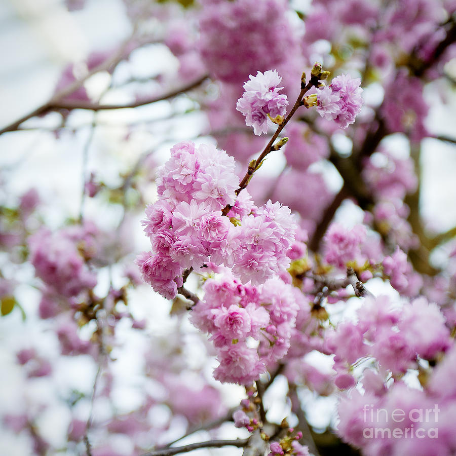 Spring Photograph - Cherry Blossoms by Ivy Ho