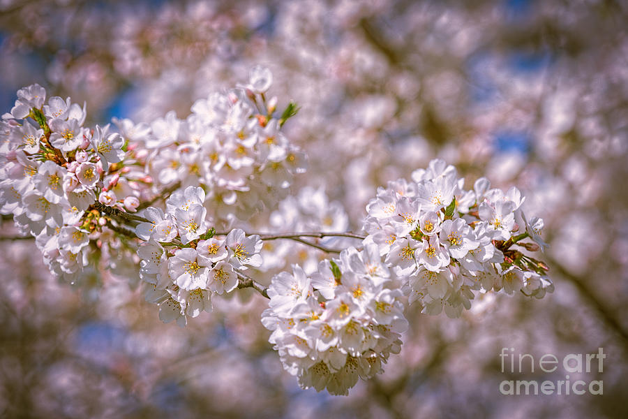 Cherry Blossoms Photograph by Izet Kapetanovic