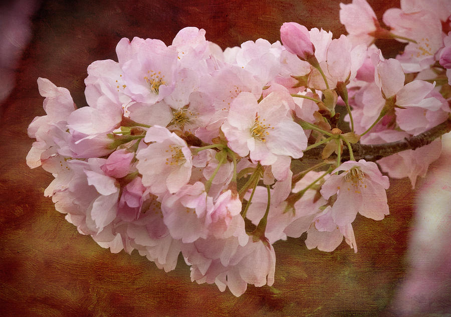 Cherry Blossoms Photograph by Jack Nevitt