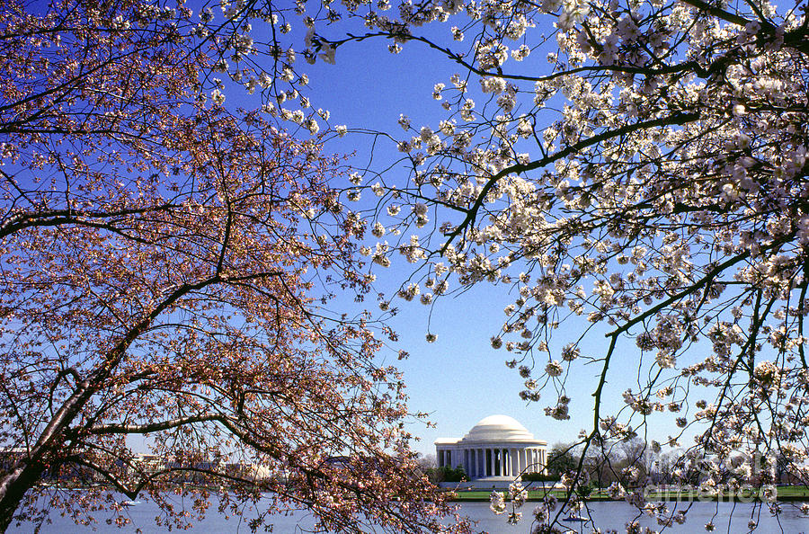 Cherry Blossoms Jefferson Memorial Photograph by Thomas R Fletcher
