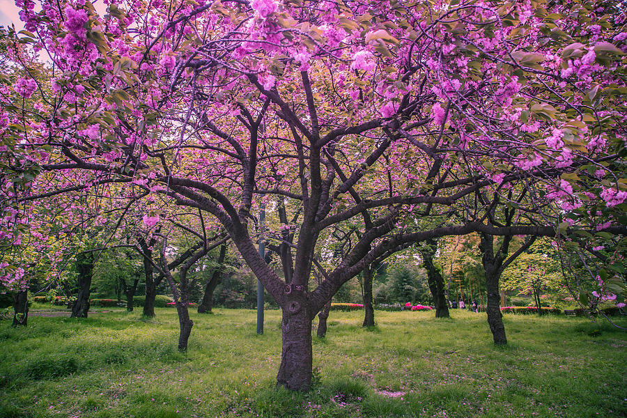 Cherry blossoms Photograph by Joanna Kalafatis - Fine Art America