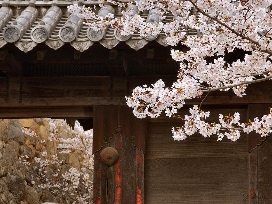 Cherry Blossoms Photograph by Joe Bonita