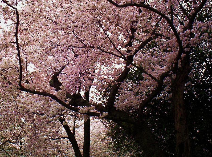 Cherry Blossoms Photograph by Joyce Kimble Smith