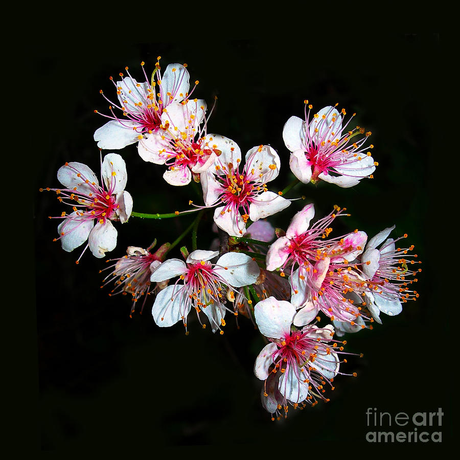 Cherry Blossoms Photograph by Judi Bagwell