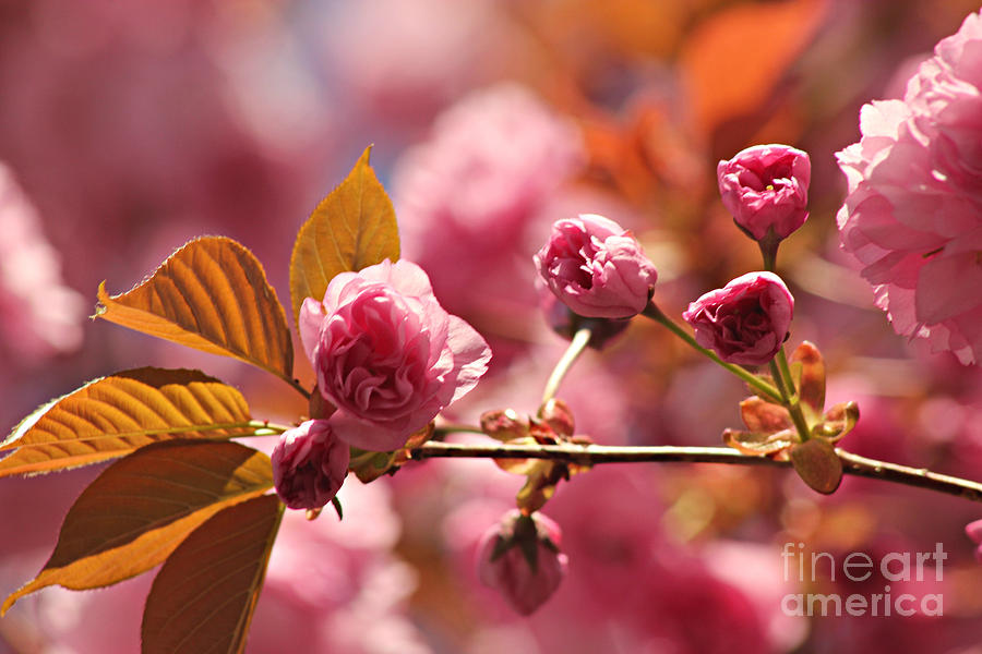 Cherry Blossoms Photograph by Judy Palkimas
