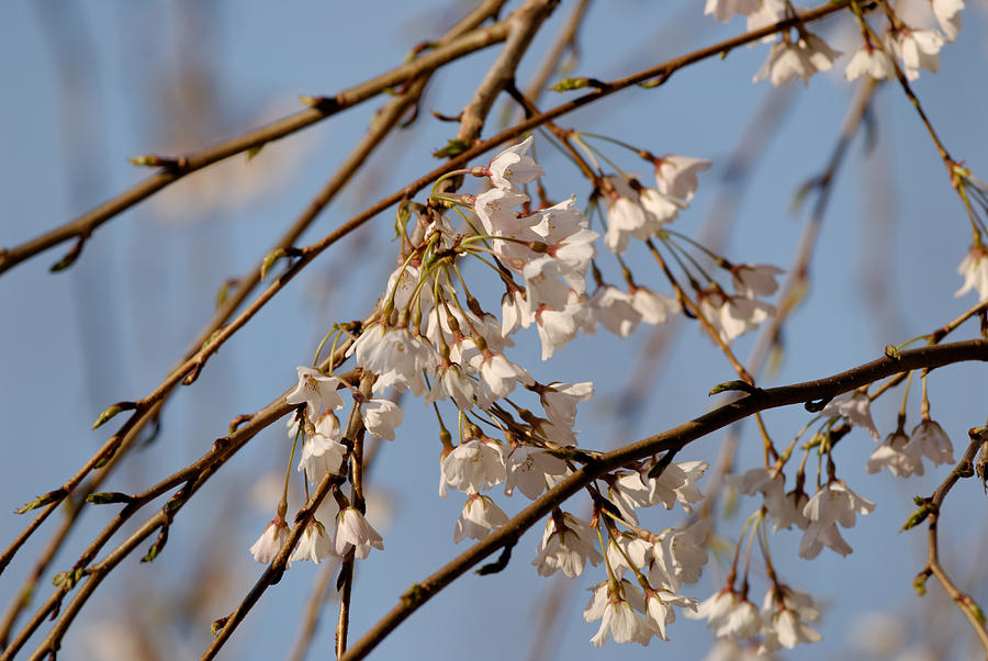Cherry Blossoms Photograph by Julie Niemela