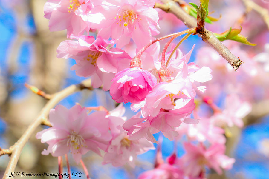 Cherry Blossoms Photograph by JCV Freelance Photography LLC
