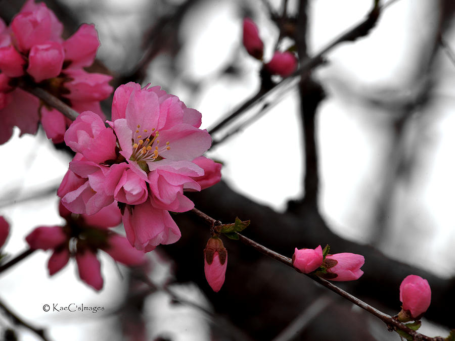 Cherry Blossoms Photograph by Kae Cheatham