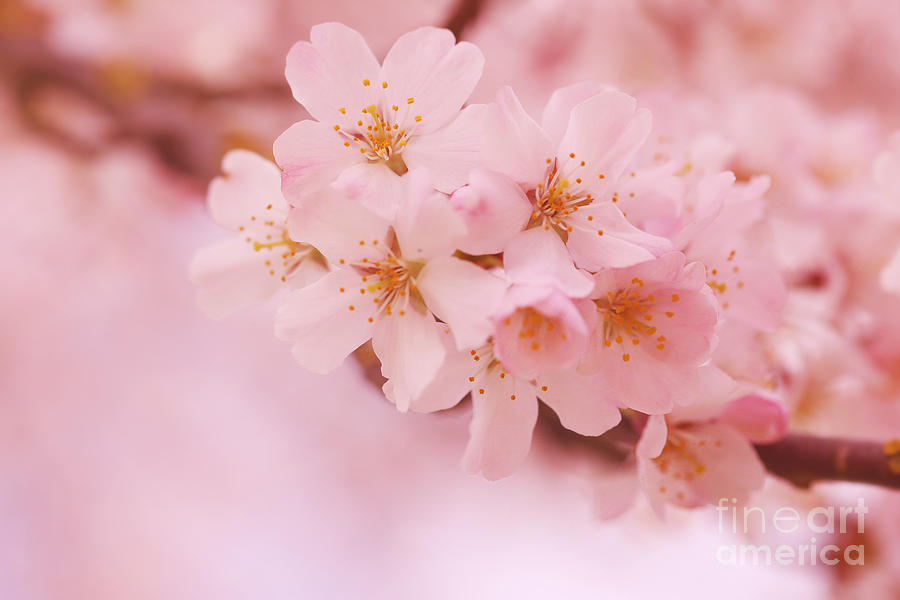 Flower Photograph - Cherry Blossoms.. by LHJB Photography