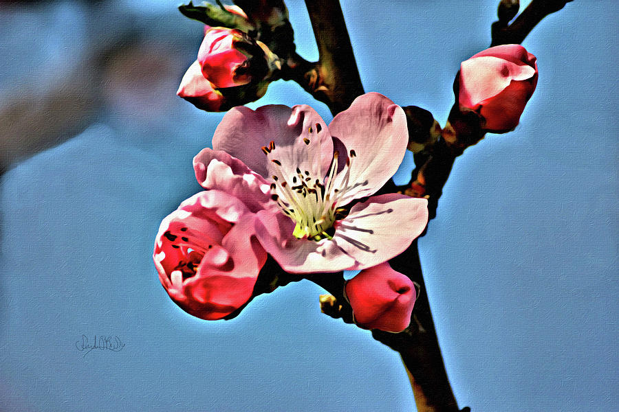 Cherry Blossoms Macro  Photograph by Sandi OReilly