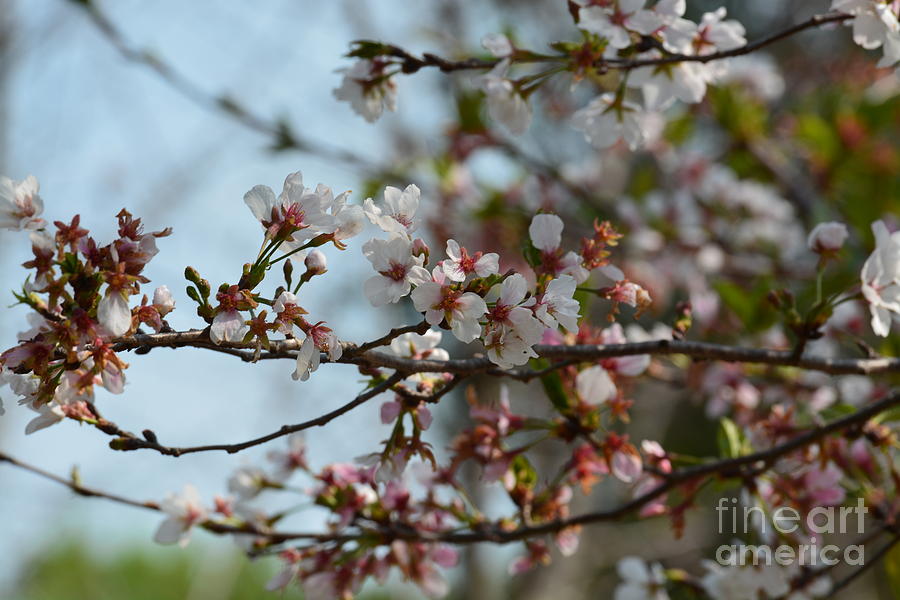 Cherry Blossoms Photograph by Maria Urso