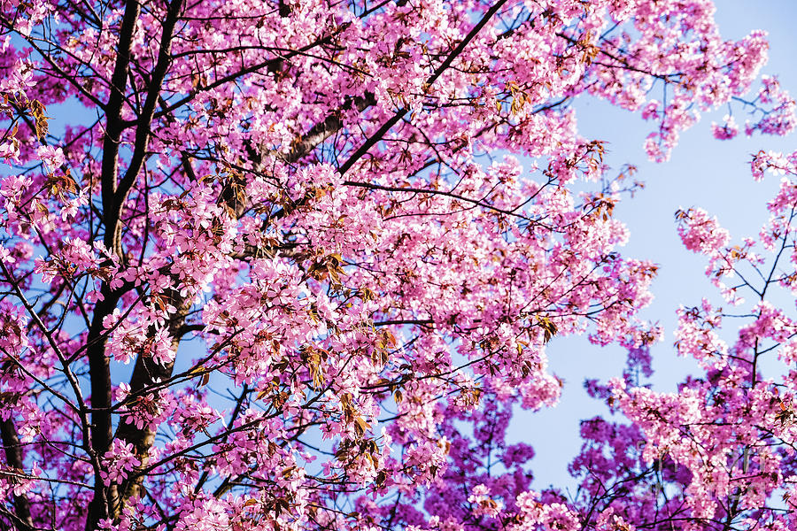 Cherry blossoms Photograph by Marina Usmanskaya