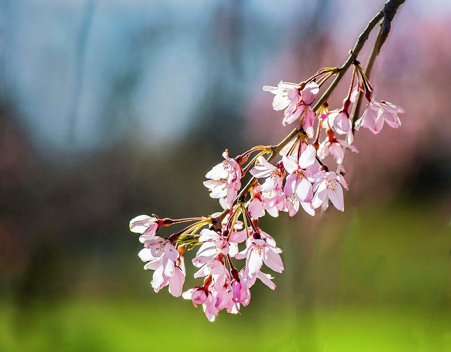 Cherry Blossoms Photograph by Maureen Fahey