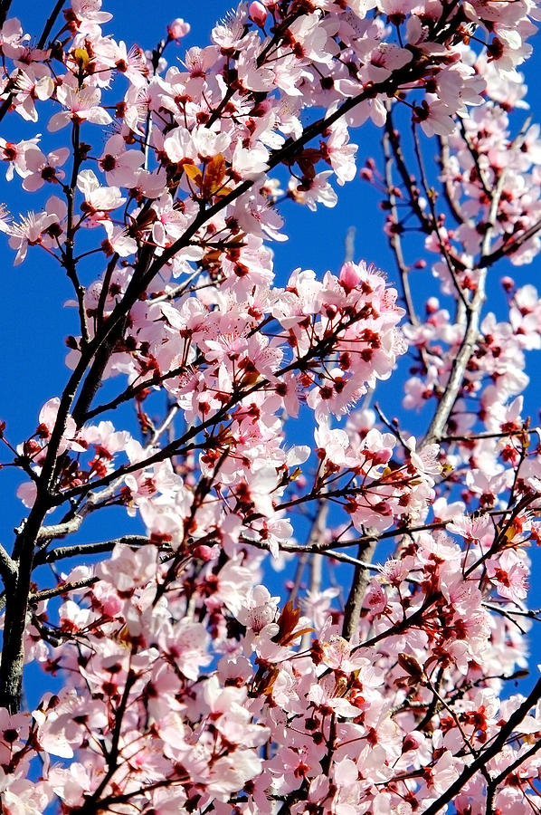 Flower Photograph - Cherry Blossoms by Mauricio Jimenez