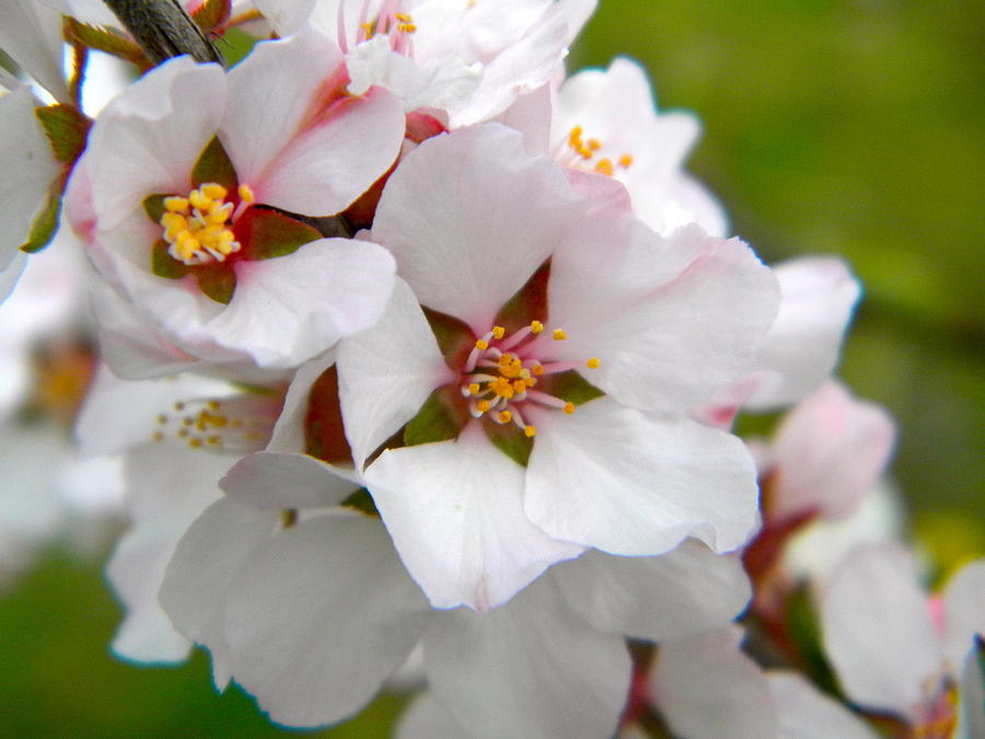 Flowers Still Life Photograph - Cherry Blossoms by PhotoPhotopia Melody Fulton