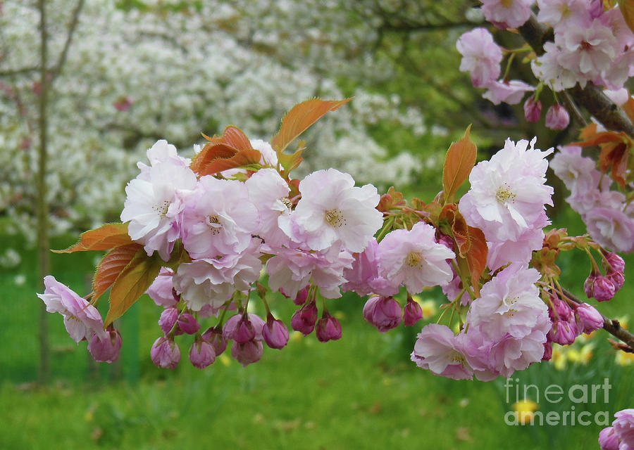 Cherry Blossoms Photograph by Mini Arora