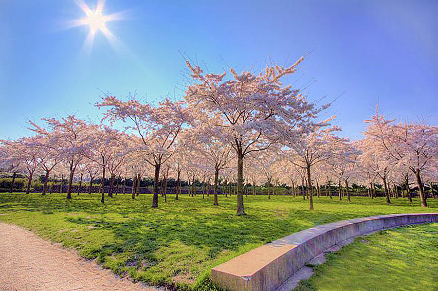 Cherry Blossoms Photograph by Nadia Sanowar
