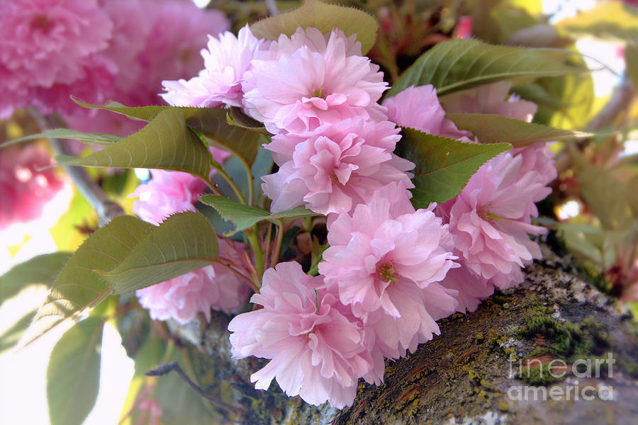 Cherry Blossoms Nbr2 Photograph by Scott Cameron