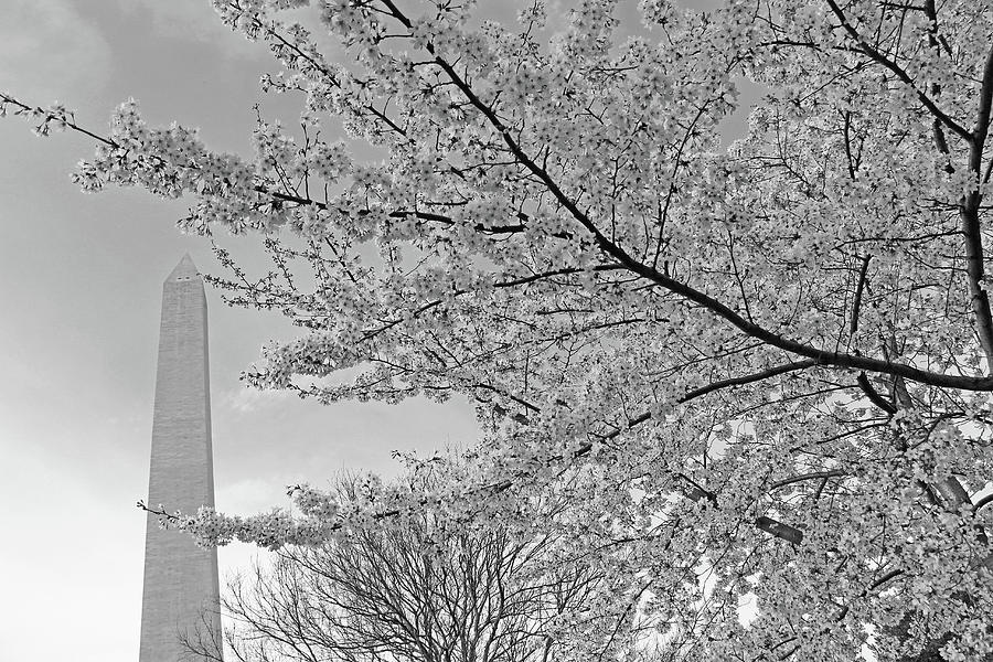 Cherry Blossoms Near The Washington Monument -- 2 Photograph by Cora Wandel