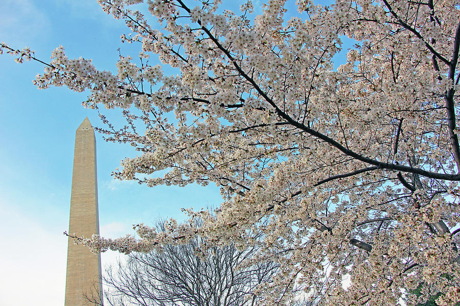 Cherry Blossoms Near The Washington Monument Photograph by Cora Wandel