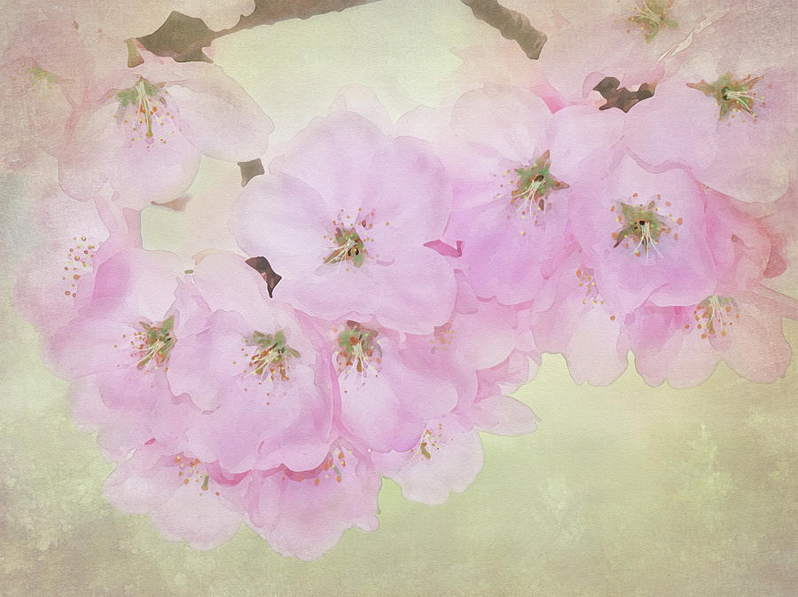 Cherry Blossoms Digital Art by Nina Bradica