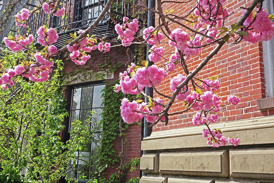 Cherry Blossoms on Beacon Hill Boston MA Photograph by Toby McGuire