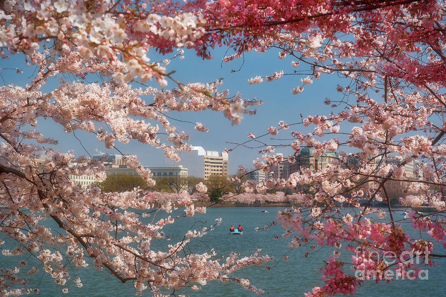 Tree Photograph - Cherry Blossoms on the Edge of the Tidal Basin Three by Susan Isakson