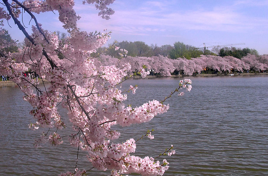 Cherry Blossoms on the Potomac Photograph by Kimber  Butler