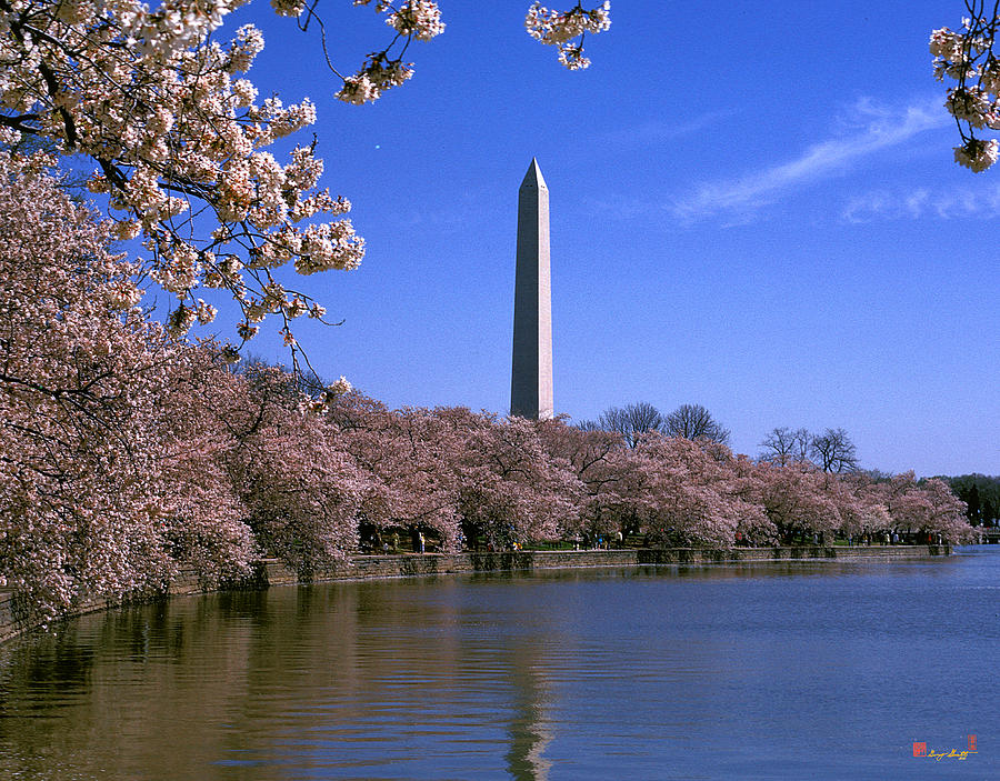 Cherry Blossoms on the Tidal Basin 15J Photograph by Gerry Gantt