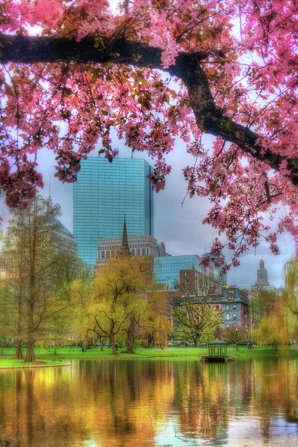 Cherry Blossoms over Boston Photograph by Joann Vitali