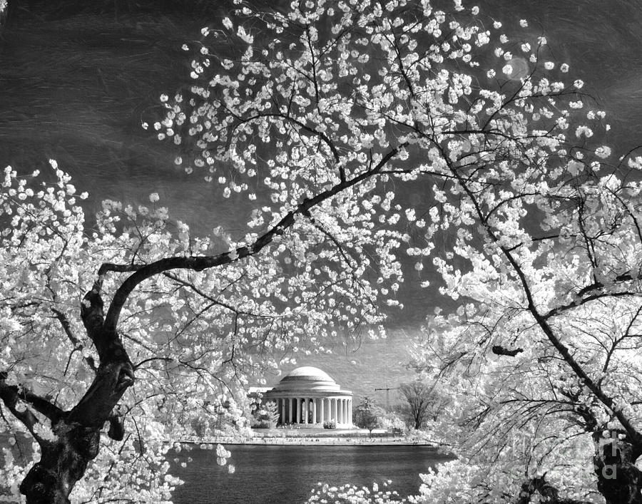 Cherry blossoms over Jefferson - IR mono Photograph by Izet Kapetanovic