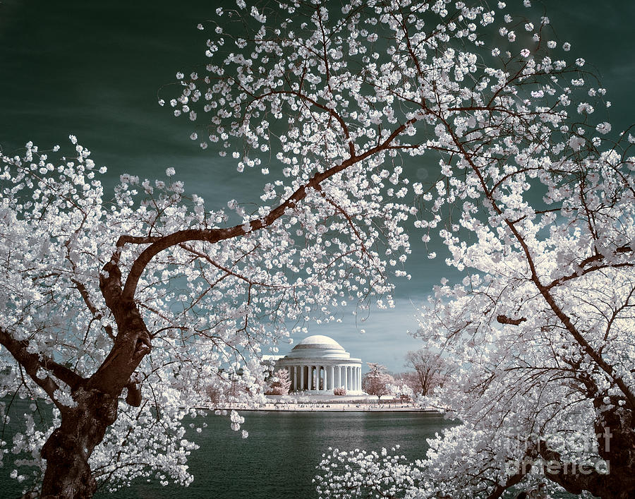 Cherry blossoms over Jefferson Photograph by Izet Kapetanovic