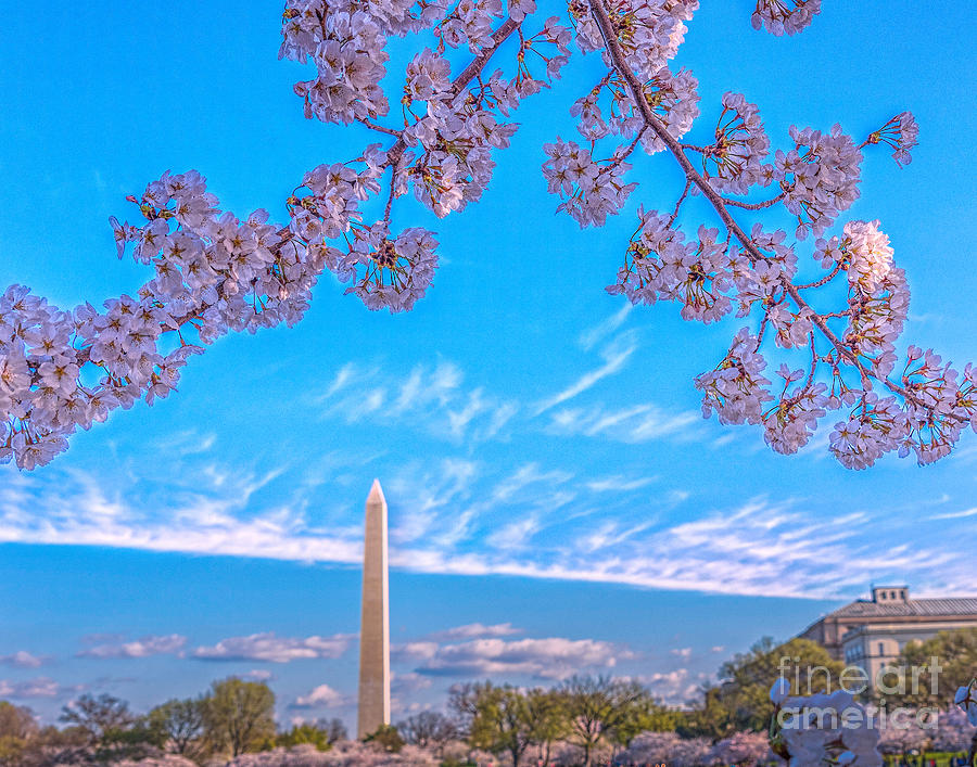 Cherry Blossoms over Washington Photograph by Izet Kapetanovic