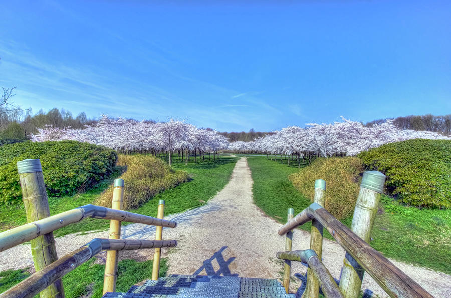 Flower Photograph - Cherry Blossoms Park by Nadia Sanowar