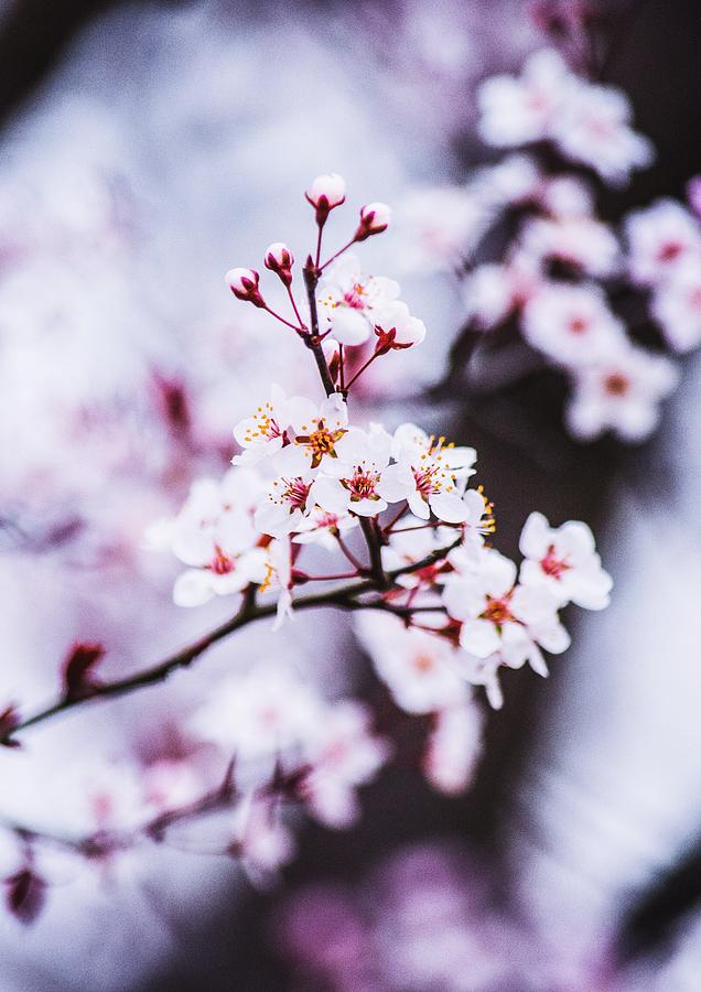 Cherry Blossoms Photograph by Parker Cunningham