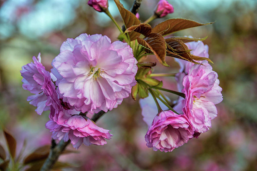 Cherry Blossoms Photograph by Pat Cook