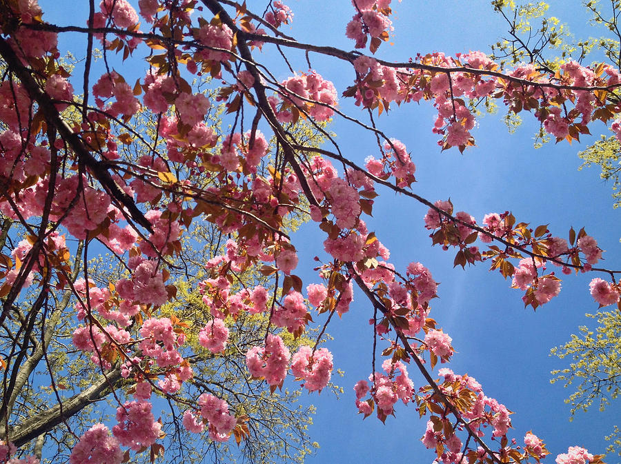 Spring Photograph - Cherry Blossoms by Patrick Byrnes
