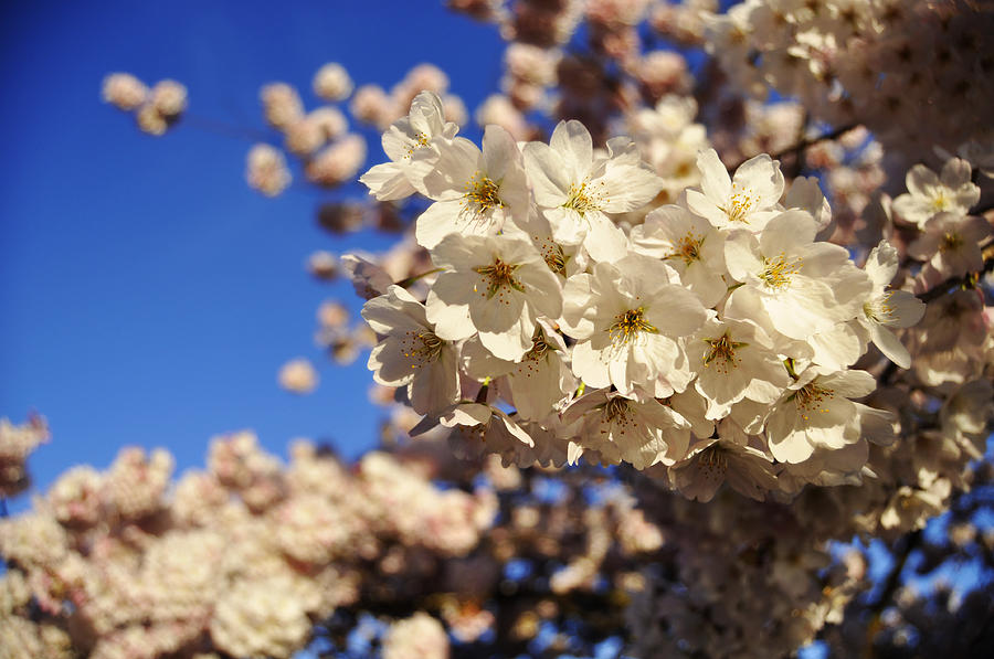 Cherry Blossoms Photograph by Pelo Blanco Photo