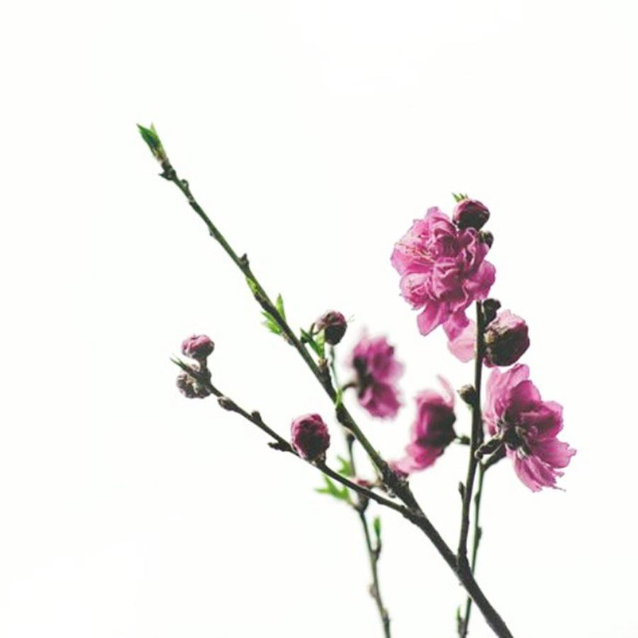 Cherryblossoms Photograph - Cherry Blossoms  #photography by Sanat Dangol