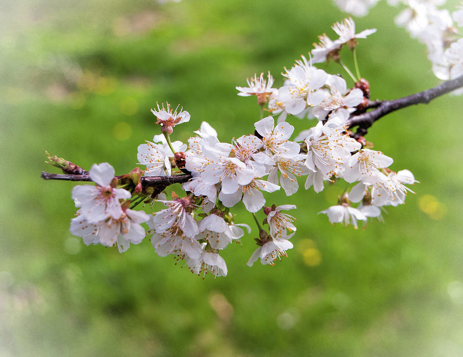 Spring Photograph - Cherry Blossoms by Phyllis Taylor