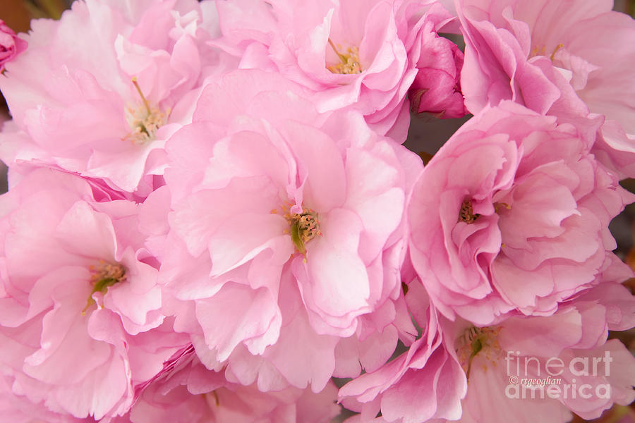 Cherry Blossoms Photograph - Cherry Blossoms Pink II by Regina Geoghan