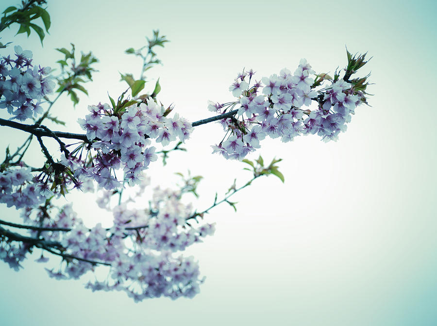 Cherry Blossoms Photograph by Yuka Kato